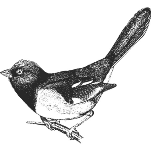 Bird vintage print Thumbnail