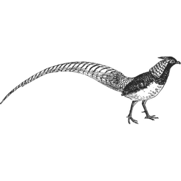 Tropical bird vintage print 3 Thumbnail