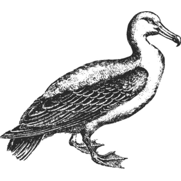 Albatross vintage print Thumbnail