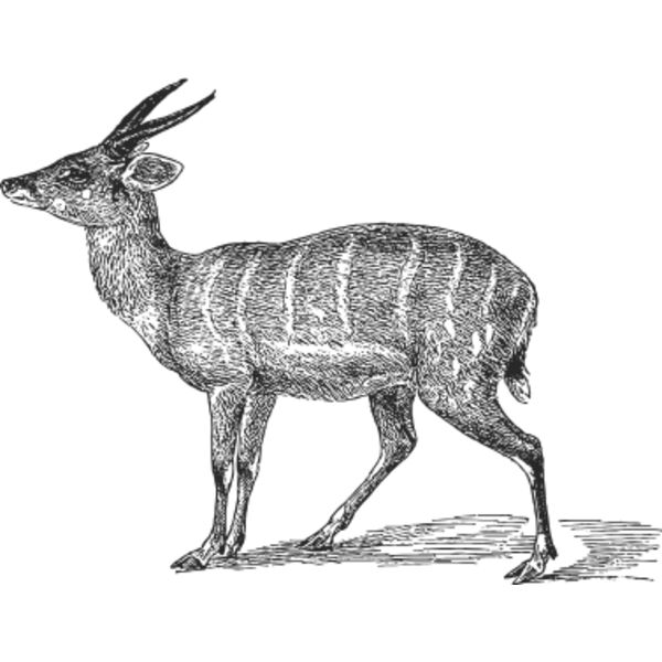 Wild deer vintage print 1 Thumbnail