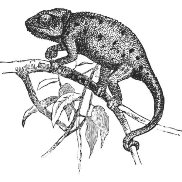 Chameleon vintage print Thumbnail