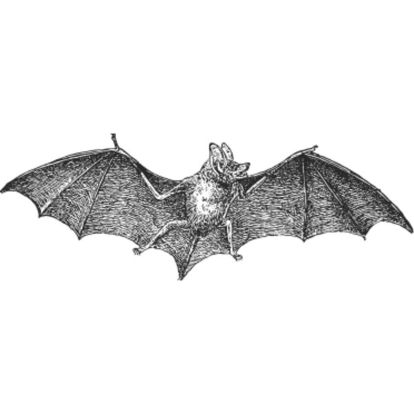 Flying bat vintage print Thumbnail