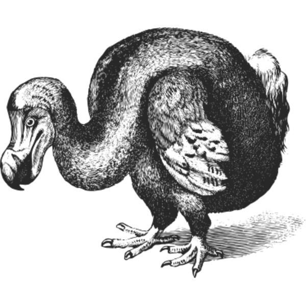 Dodo vintage print Thumbnail