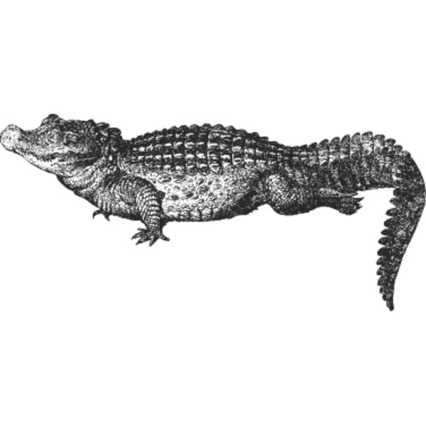 Crocodile vintage print Thumbnail
