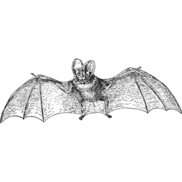 Flying bat vintage print 2 Thumbnail