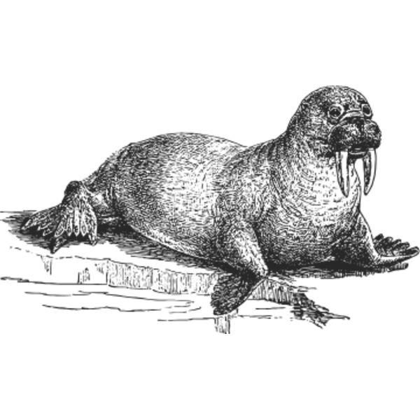 Walrus vintage print Thumbnail