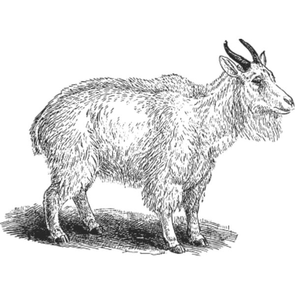 Goat vintage print 2 Thumbnail