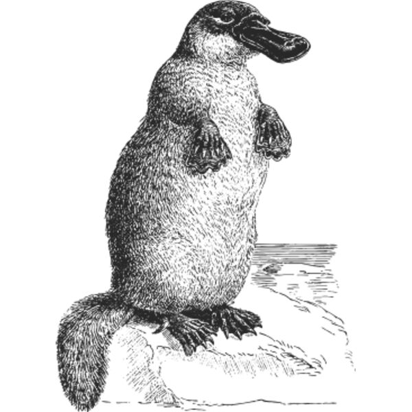 Duckbilled platypus vintage print Thumbnail