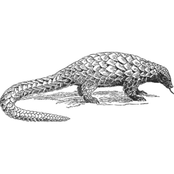 Pangolin vintage print Thumbnail