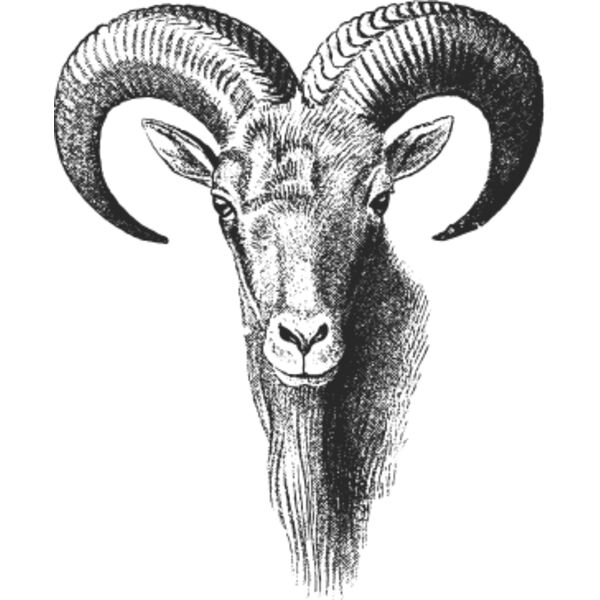 Horned head vintage print Thumbnail