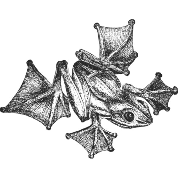 Webbed footed frog vintage print Thumbnail