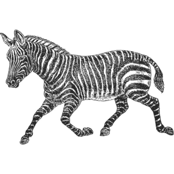 Zebra vintage print Thumbnail