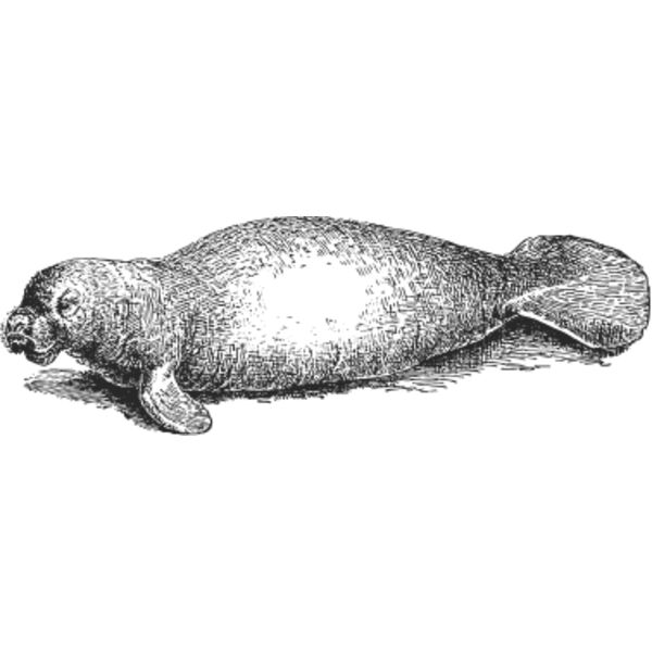 Seal vintage print Thumbnail