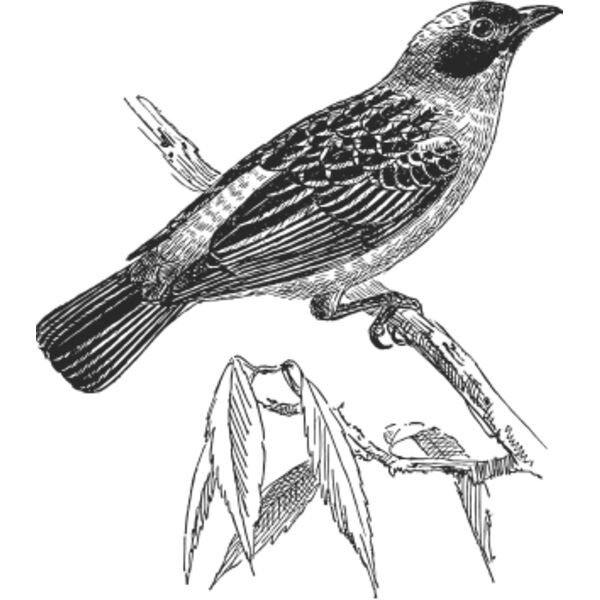 Tropical bird vintage print 4 Thumbnail