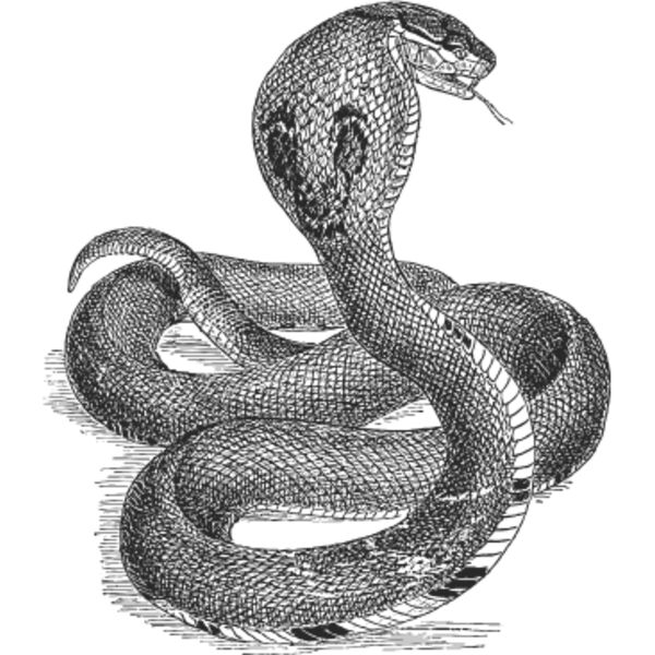 Rattlesnake vintage print Thumbnail