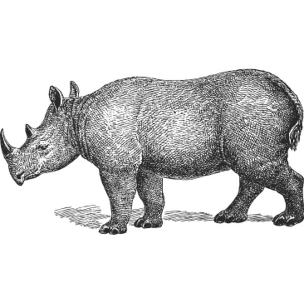Rhinoceros vintage print Thumbnail