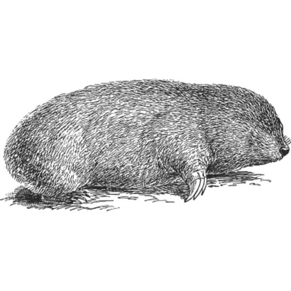 Mole vintage print Thumbnail