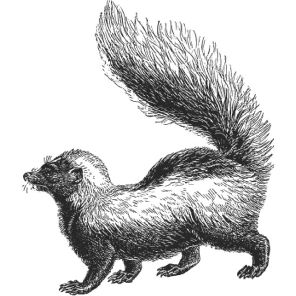 Skunk vintage print Thumbnail