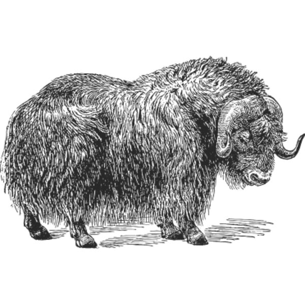 Buffalo vintage print Thumbnail