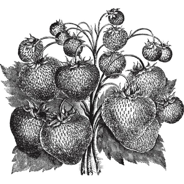 fruit garden 74 Thumbnail