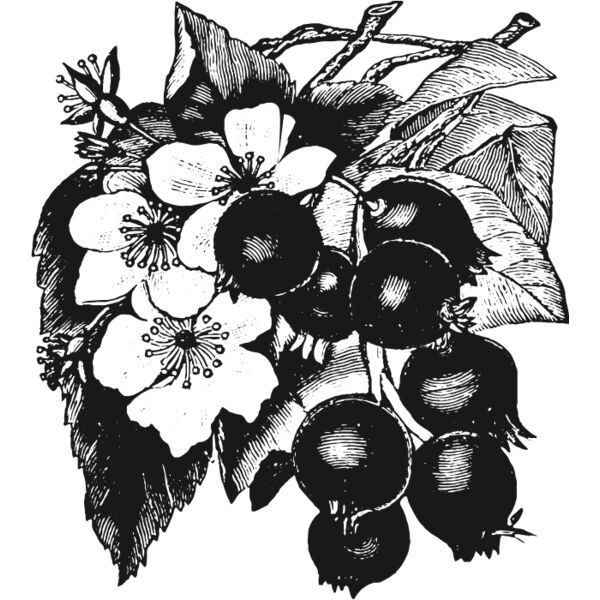 fruit garden 72 Thumbnail