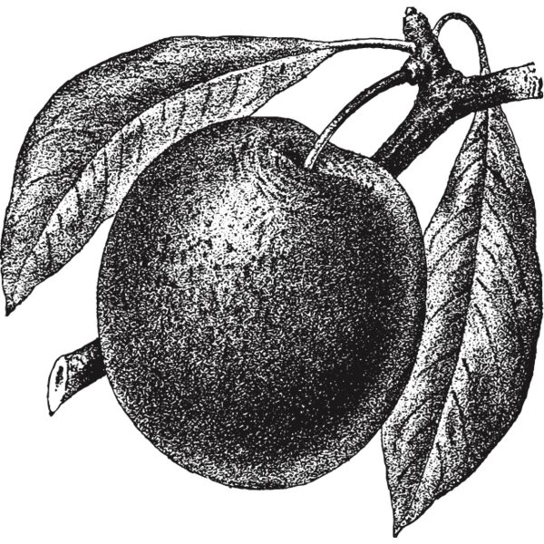 fruit garden 22 Thumbnail