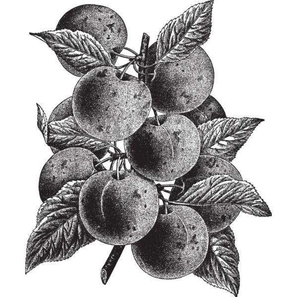 fruit garden 18 Thumbnail