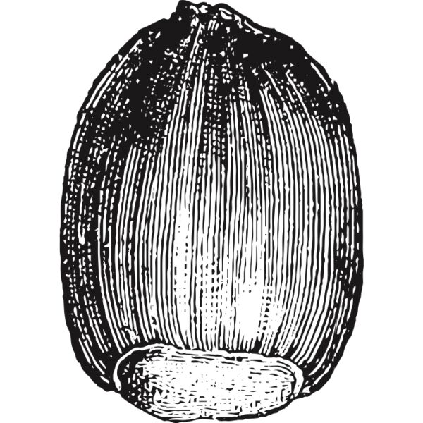 fruit garden 101 Thumbnail