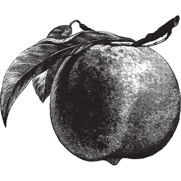 fruit garden 11 Thumbnail