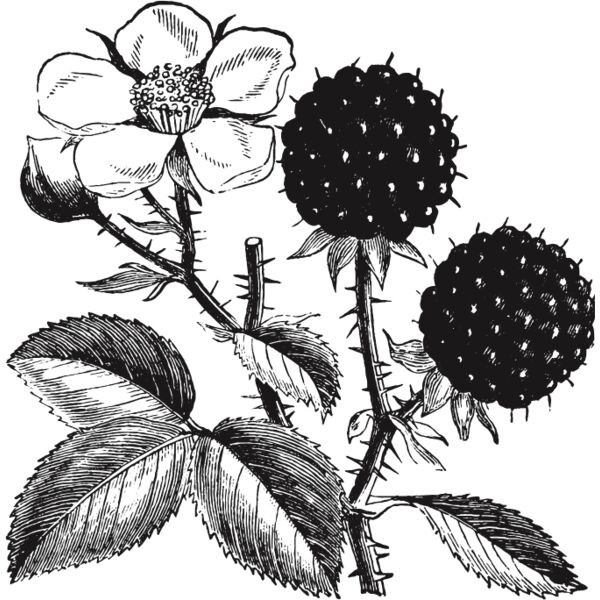 fruit garden 120 Thumbnail