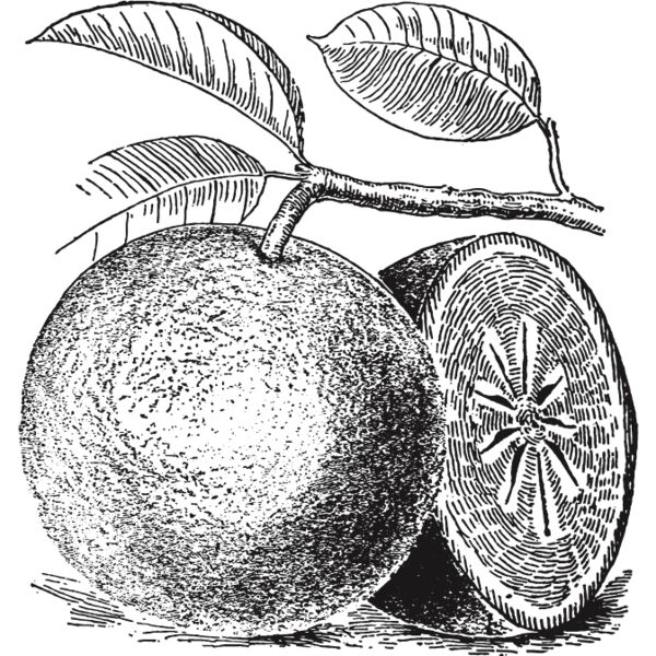 fruit garden 113 Thumbnail