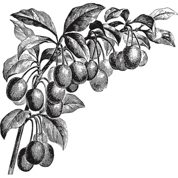 fruit garden 65 Thumbnail