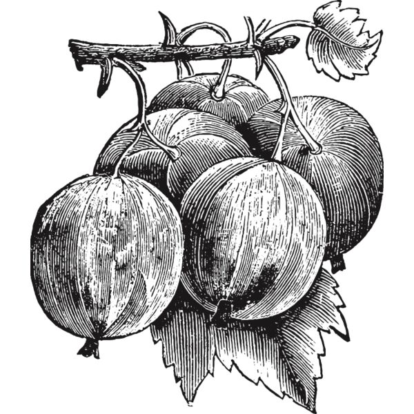 fruit garden 69 Thumbnail