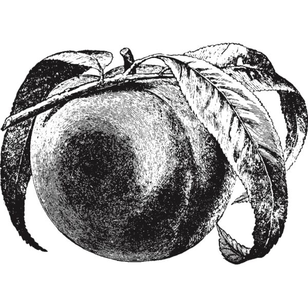 fruit garden 17 Thumbnail